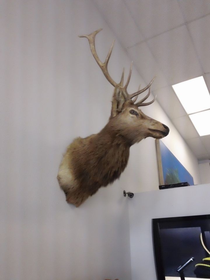 HUGE Elk Mount Trophy Piece Local Pick up Houston Texas SEE VIDEO