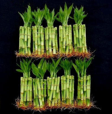 100 stalks 10 bundle of 4 straight lucky bamboo  