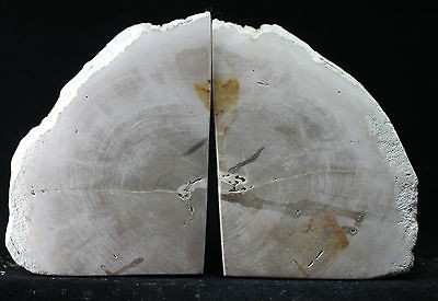 petrified wood bookends in Rocks, Fossils & Minerals