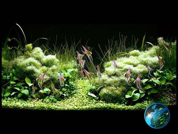 ALL sizes MARIMO MOSS BALLS Cladophora live aquarium plant fish tank shrimp  nano