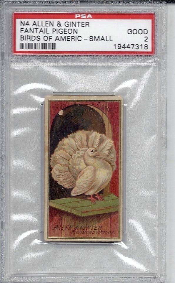 N4 Allen & Ginter, Birds of America, Fantail Pigeon, PSA 2 Good