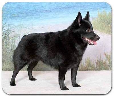 Collectibles  Animals  Dogs  Schipperke