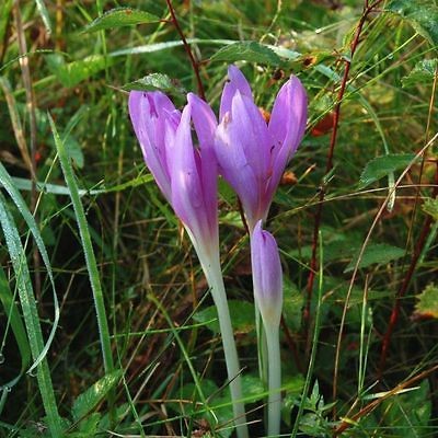 60 MEADOW SAFFRON Colchicum Autumnale AUTUMN CROCUS Seeds Colchicine 