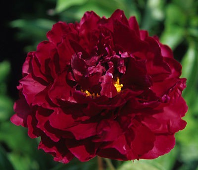 Peony Ming Joy 3 5 eye Paeonia lactiflora (ships late September Apri 