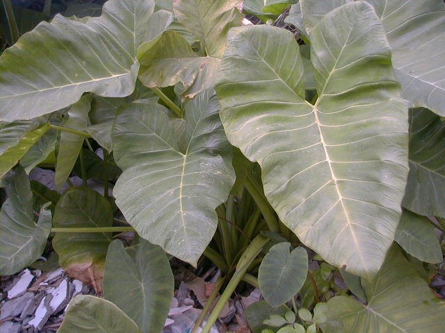 TARO * colocasia esculenta * 1 bulb / seed* elephant ear * indoor and 