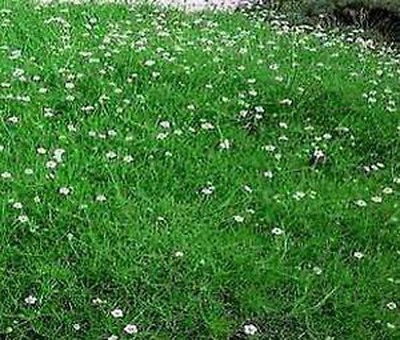 IRISH MOSS PEARLWORT Sagina Subulata   500 Flower Seeds + Free Seeds