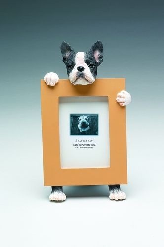 boston terrier picture frame 76  11 99