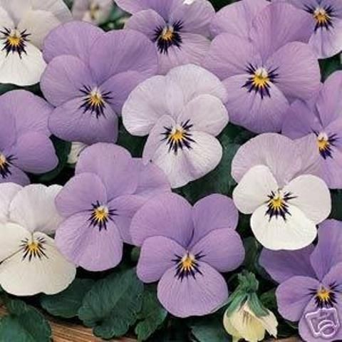 SORBET VIOLAS 25 SEEDS COLORFUL FREE FLOWERING COMPACT PLANTS IN HEAT 