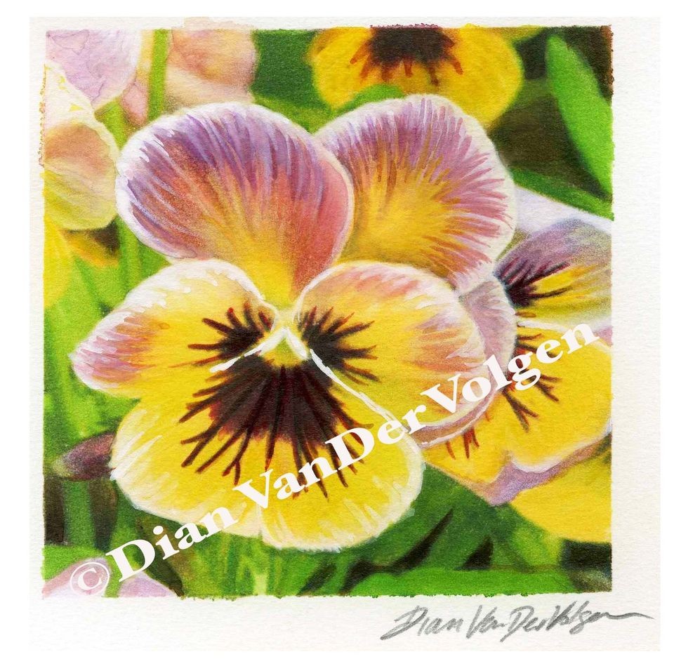 yellow and pink pansies original watercolor painting 