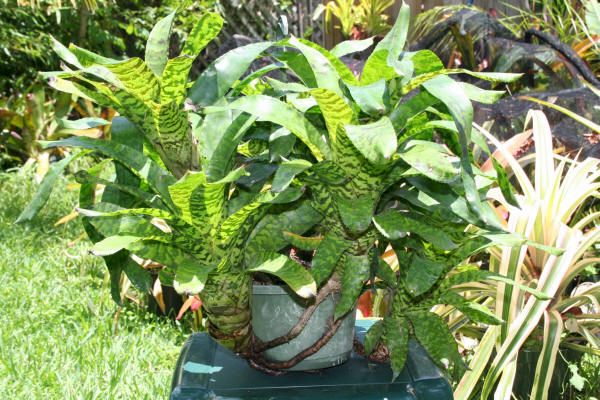 BROMELIADS Aechmea CORREIA ARAUJOI Great Mount