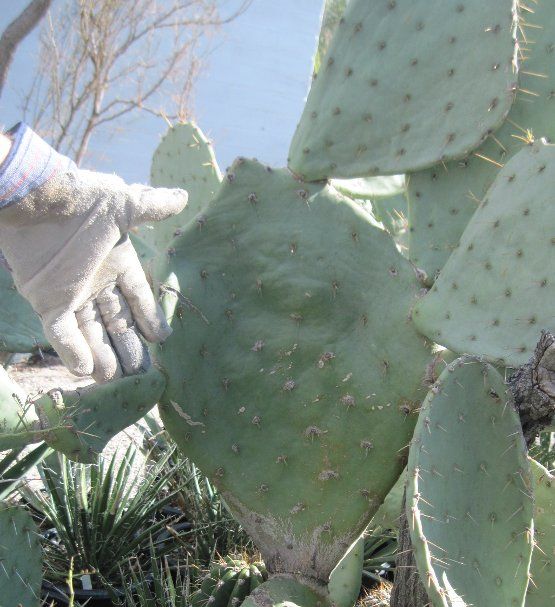 Opuntia Engelmannii from Near Alamogordo New Mexico Cold Hardy Cactus 