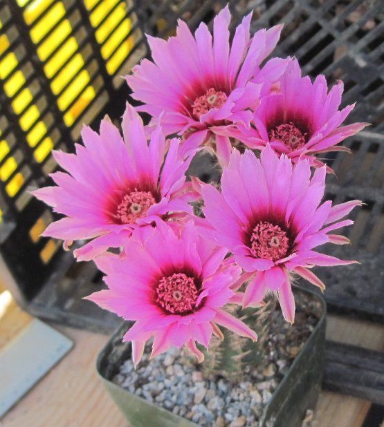 Echinocereus Reichenbachii Alberti Cold Hardy Large Pink Flowers 