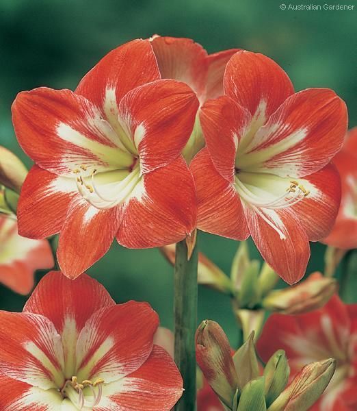 Hippeastrum Amaryllis Bulb Cocktail Large Flowers