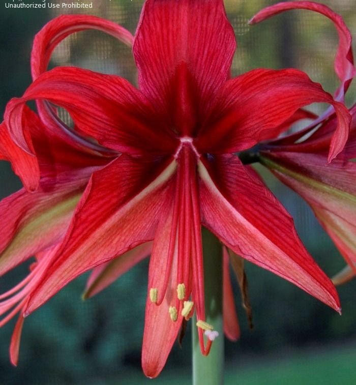 CYBISTER AMARYLLIS SUMATRA BULB