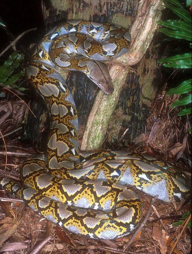 HUGE 5 inch RETICULATED PYTHON SKULL,snake,real,taxidermy, IN STRIKE 