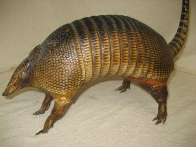 Armadillo Taxidermy Real Stuffed Animal