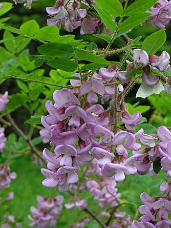 Arnot Bristly Locust Robinia Fertilis Shrub Seeds Fast Hardy Fragrant 