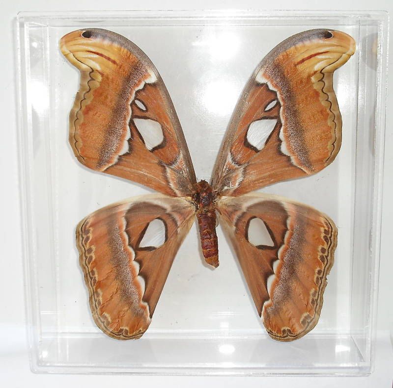 Giant Atticus Atlas Snake Head Moth Acrylic Framed Real