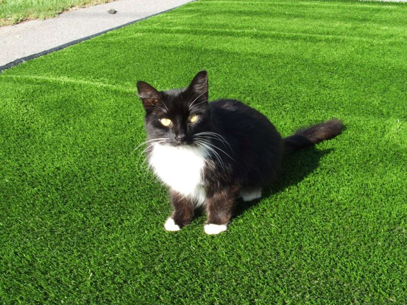 Artificial Turf Grass Door Mat Pet Mat 3 x 6 Foot