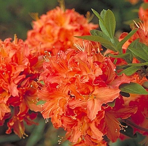 Deciduous Exbury Azalea Mandarin Lights   Very Hardy   4 Pot