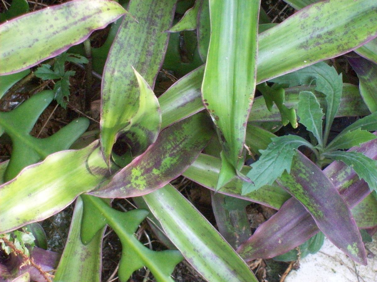 Callisia Fragrans Chain Plant Live Plant