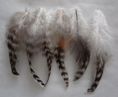 Natural Barred Plymouth Rock Chickens Feathers4 6inch(50pcs)