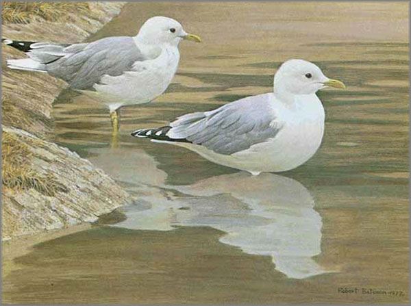 Robert Bateman Entering The Water Common Gulls Ed Print