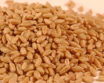   Gold Wheat Berries Non GMO Grain Sprouting Wheatgrass Seed 1 Lb