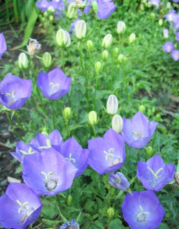 Bellflower Blue Clips Campanula Carpatica Seeds New