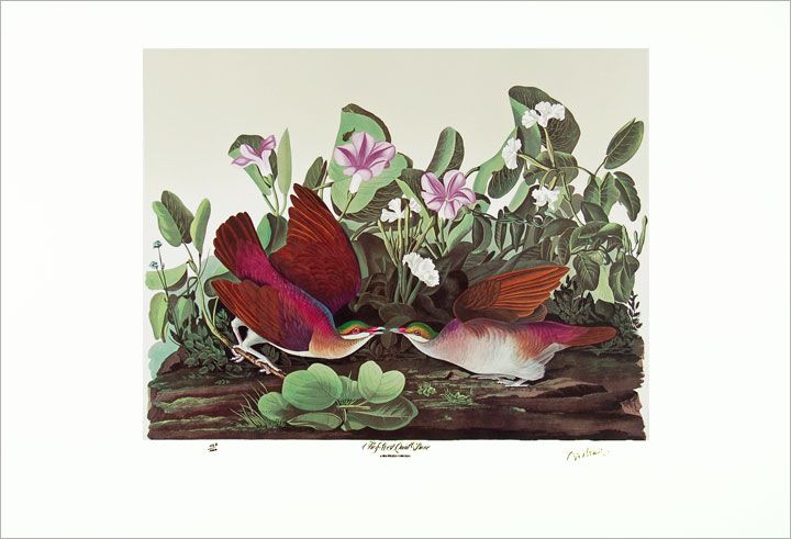 lithograph m bernard loates key west quail dove 467 1000