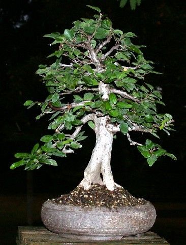 SEMI CARPINO CARPINUS BETULUS BIANCO SEEDS BONSAI