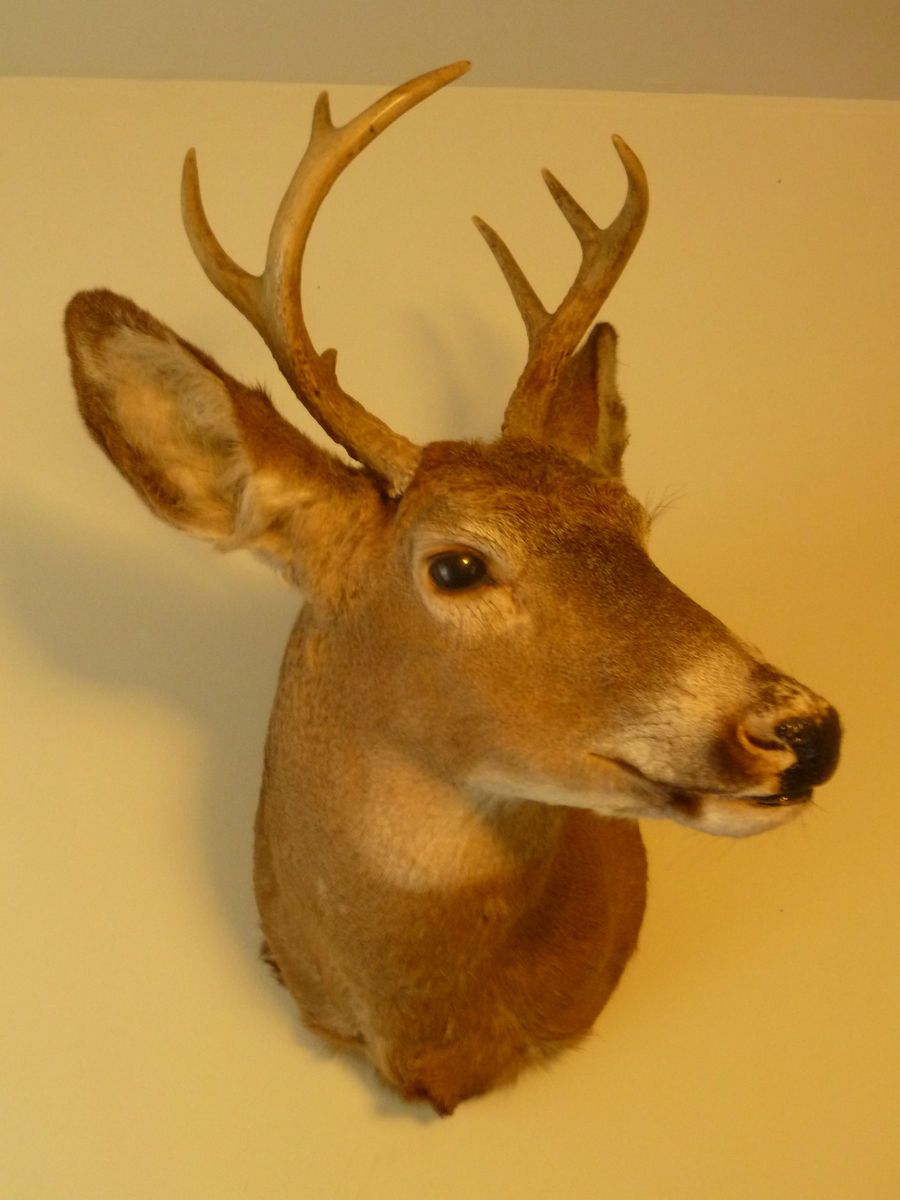 BIG BUCK WHITETAIL DEER MOUNT HEAD TROPHY Taxidermy NR