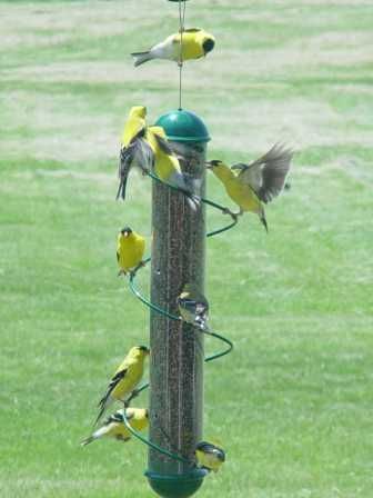 Bird Quest 36 Green Spiral Nyjer Thistle Bird Feeder