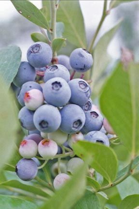 You are bidding on a healthy 12 tall one gallon blueberry plant.