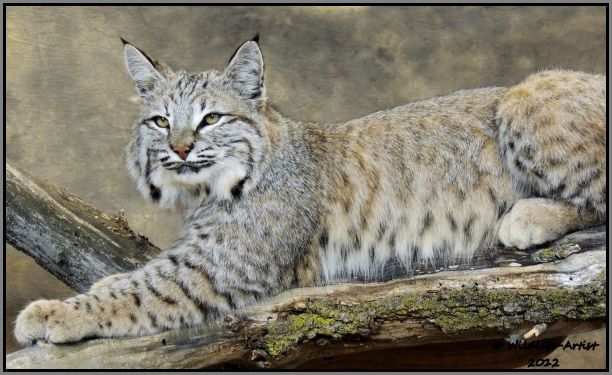 Bobcat Taxidermy New Mount Fur Hunting Cabin Lynx Fox Coyote by 