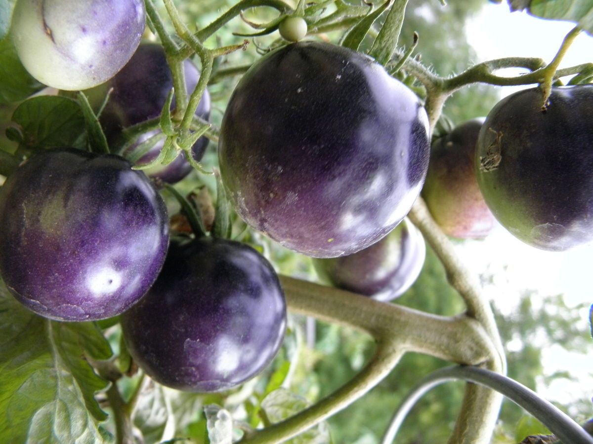  Bosque Blue Tomato