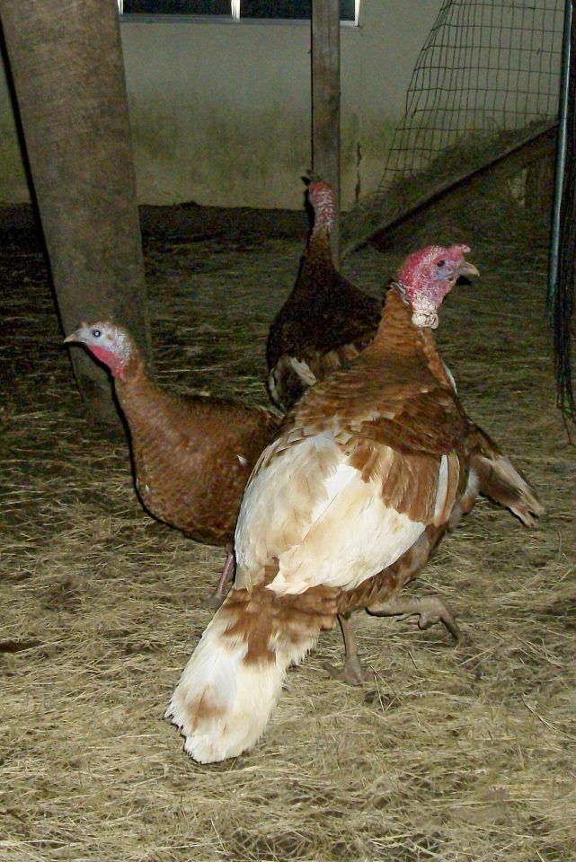  Bourbon Red Turkey Hatching Eggs