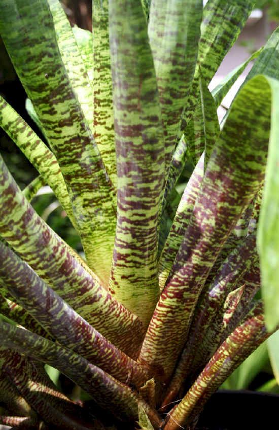 BROMELIAD Vriesea OSPINAE GRUBERII Great Foliage