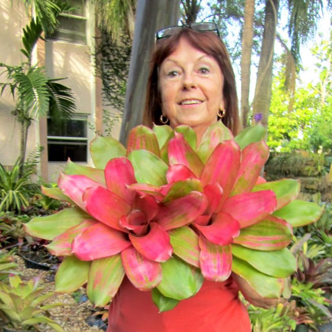 The Neoregelia Susie is the most beautiful color of pink with a touch 