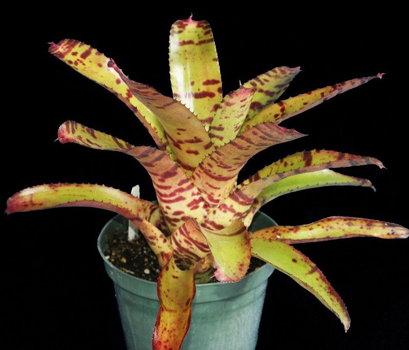 Bromeliad Neoregelia Ornato x Tiger Bromeliads Plant Plants