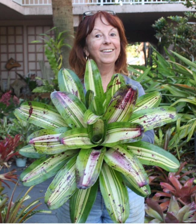 Bromeliads Neoregelia Lou Wilson Sumo Brom