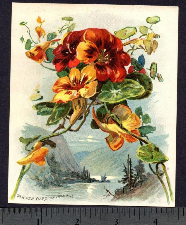 1895 © Buffalo Bill Shadow Card Woolson Spice Lion Coffee Advertising 