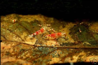 MAGIC Catappa  For breeding luxury Benibachi Crystal Red Shrimp Cherry 