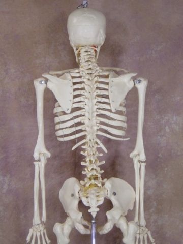 Life Size 1st Qtly Human Bucky Skeleton Educational New