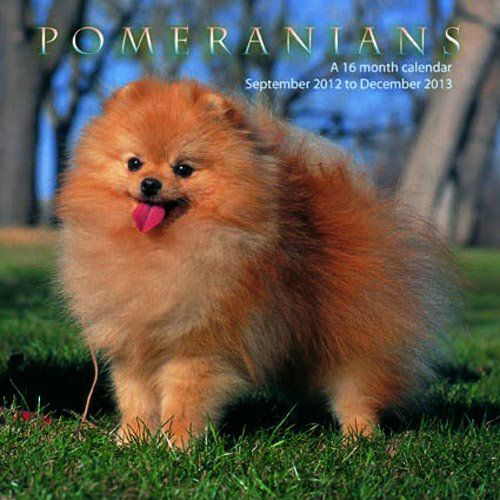 Pomeranians 2013 Wall Calendar