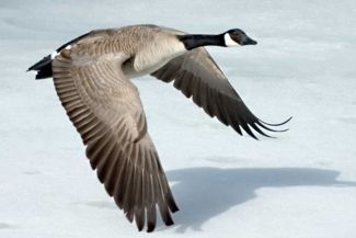 Canada 2011 Flock of Geese Goose 50 Cents 1/25 Ounce .9999 Pure Gold 