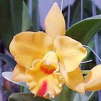 SC94 Orchid Plant Potinara Free Spirit Lea Pot Pack MEDIUM