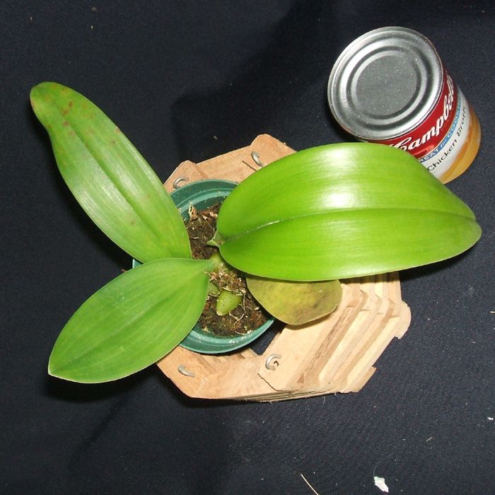 Bulbophyllum phalaenopsis x echinolabium Blooming Size Orchid WEIRD