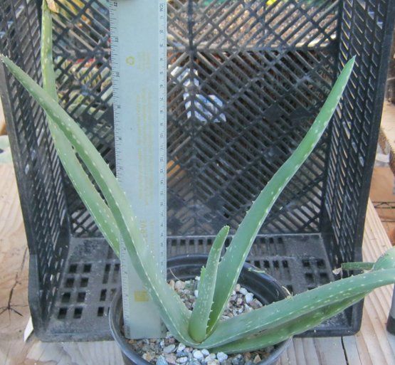 Aloe Vera with Medicinal Gel in Leaves and Landscape Quality Whole 8 