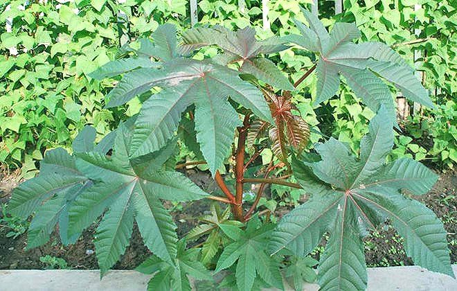 K080 100 Castor Bean Tree Seeds Fast Grow Exotic Tropical Plant 